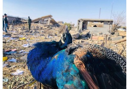 ÊZİDÎ SOYKIRIMINI TANINSIN!, ÊZİDÎ SOYKIRIM ÖHD,